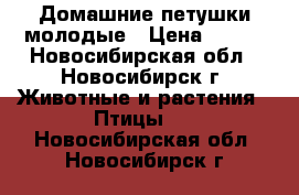 Домашние петушки молодые › Цена ­ 250 - Новосибирская обл., Новосибирск г. Животные и растения » Птицы   . Новосибирская обл.,Новосибирск г.